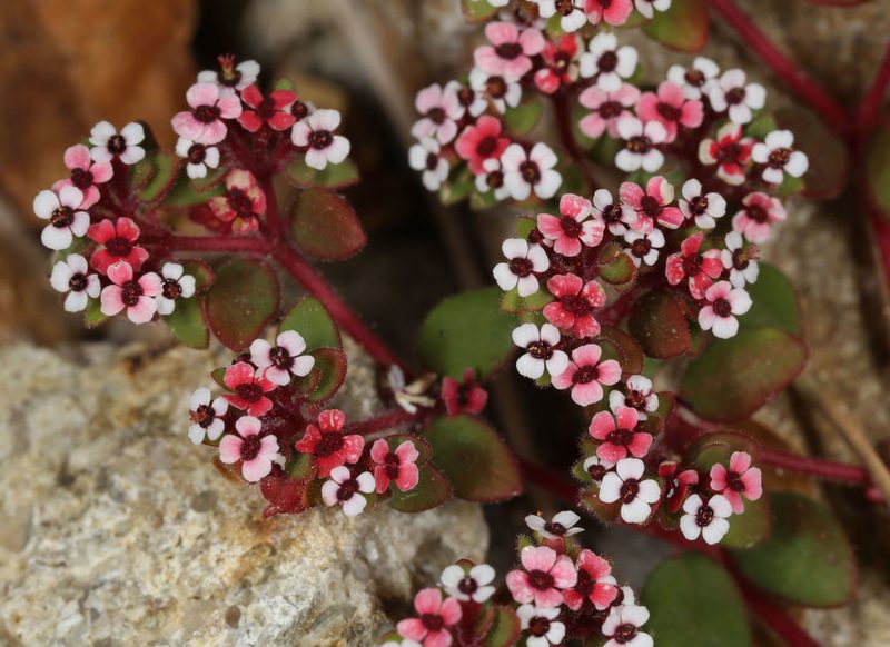 Euphorbia arizonica, photographed by jcowles