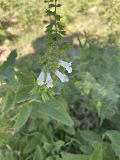 Lepechinia floribunda, photographed by cactusauria