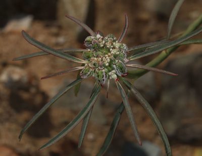 Euphorbia eriantha, photographed by jcowles