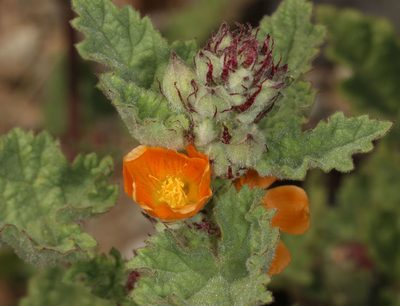 Sphaeralcea coulteri