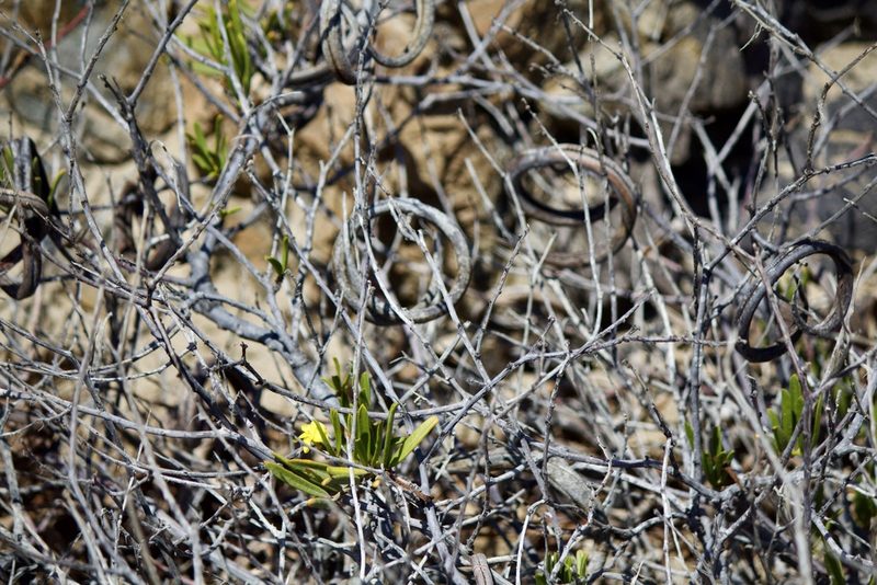 Skytanthus acutus, photographed by Ben Lyle Bedard