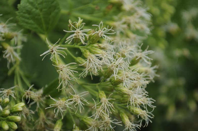 Lorentzianthus viscidus, photographed by cactusauria