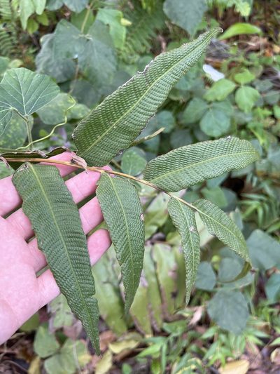 Meniscium reticulatum, photographed by Elliot Greiner