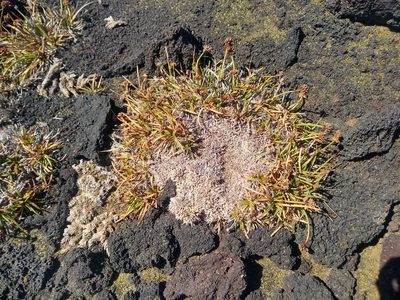 Fimbristylis cymosa, photographed by Linzy L.