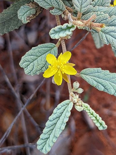 Corchorus pumilio, photographed by Michael Somerville