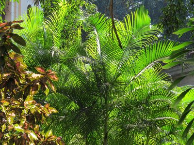Chrysalidocarpus lutescens, photographed by Barry Cottam