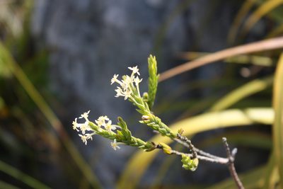 Struthiola ciliata, photographed by Jeremy Gilmore