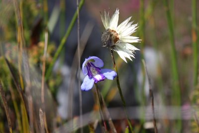 Disa graminifolia, photographed by Jeremy Gilmore