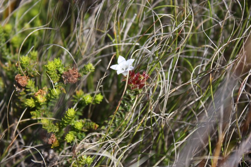 Roella amplexicaulis, photographed by Jeremy Gilmore