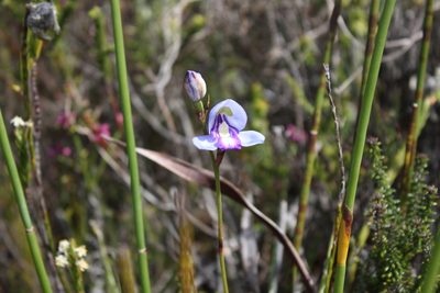 Disa graminifolia, photographed by Jeremy Gilmore