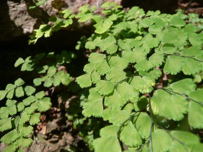 Adiantum lorentzii, photographed by cactusauria