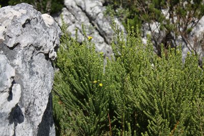 Aspalathus capitata, photographed by Jeremy Gilmore
