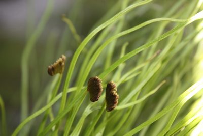Schizaea pectinata, photographed by Jeremy Gilmore