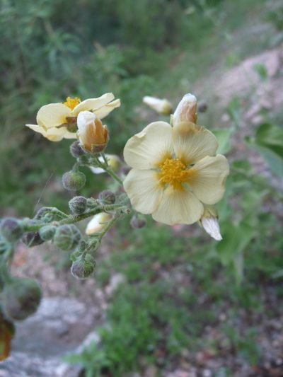 Wissadula gymnanthemum, photographed by cactusauria