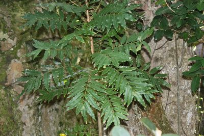 Ekebergia capensis, photographed by Jeremy Gilmore