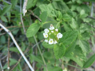 Lantana grisebachii, photographed by cactusauria