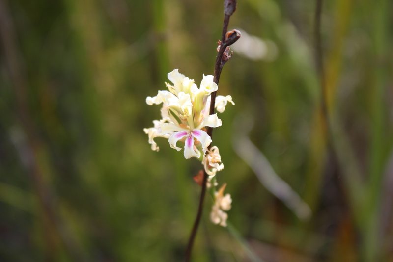 Tritoniopsis unguicularis, photographed by Jeremy Gilmore