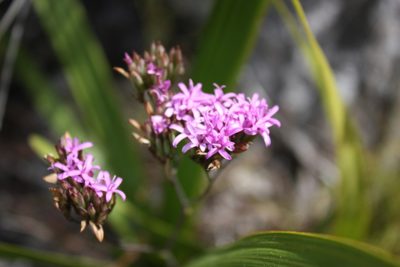 Corymbium glabrum, photographed by Jeremy Gilmore