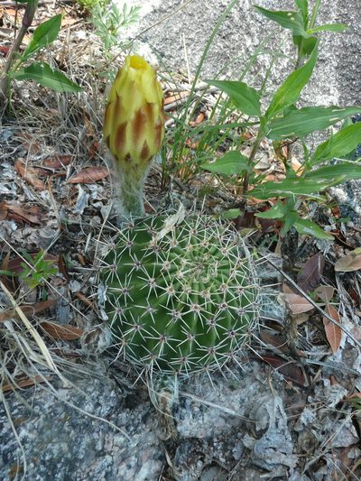 Echinopsis aurea, photographed by cactusauria