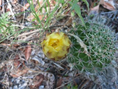 Echinopsis aurea, photographed by cactusauria