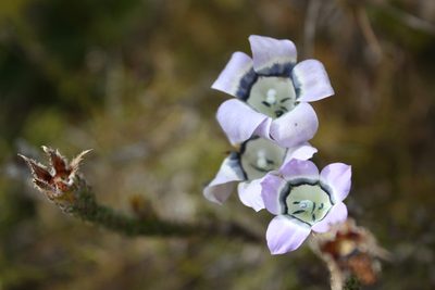 Roella ciliata, photographed by Jeremy Gilmore