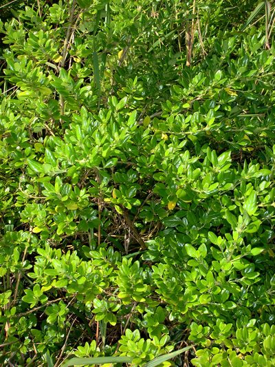 Coprosma petiolata, photographed by Peter de Lange