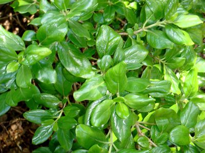 Coprosma petiolata, photographed by Peter de Lange