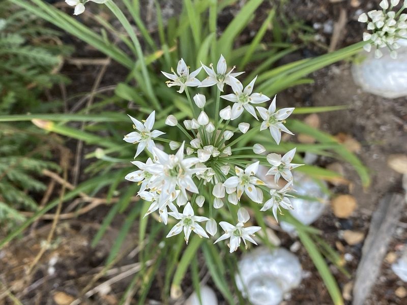 Allium tuberosum, photographed by Christina