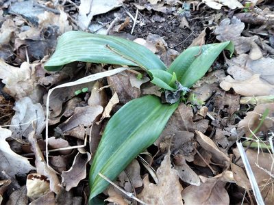 Himantoglossum adriaticum, photographed by Michael Andresek
