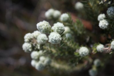 Phylica strigosa, photographed by Jeremy Gilmore