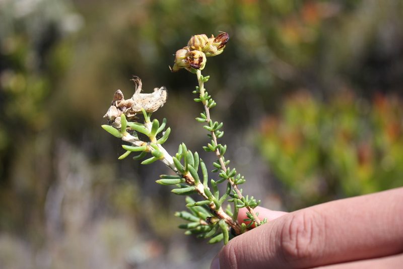 Aspalathus capensis, photographed by Jeremy Gilmore