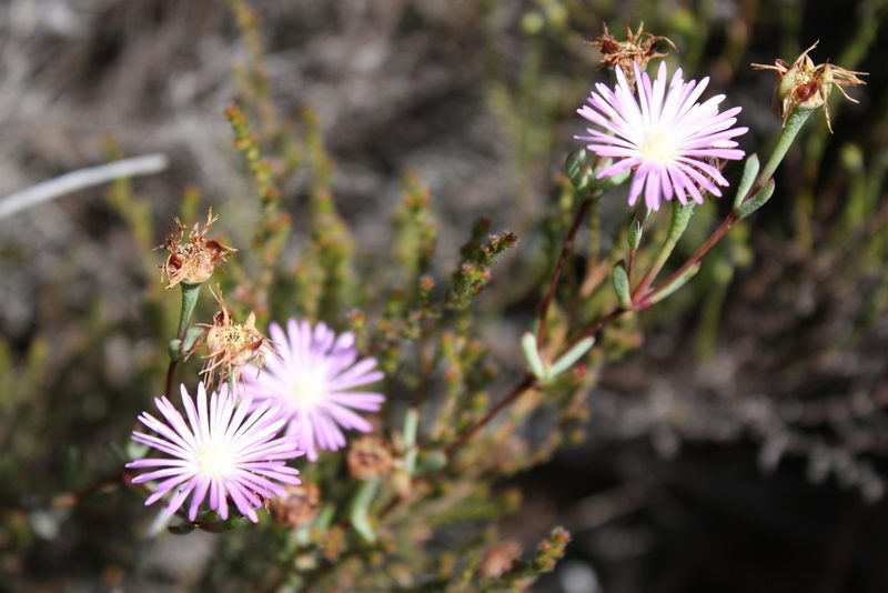 Lampranthus emarginatus, photographed by Jeremy Gilmore