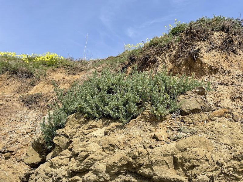 Suaeda californica, photographed by Matt Berger
