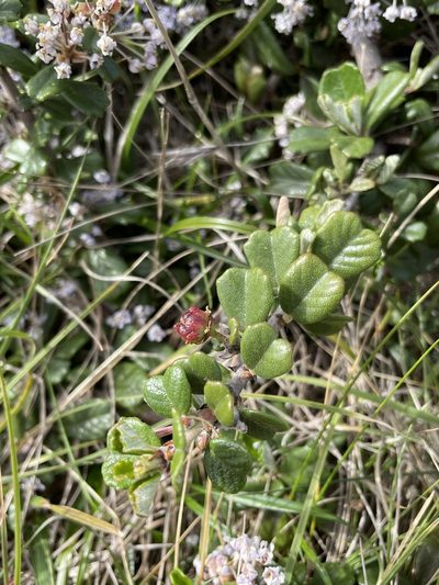 Ceanothus maritimus, photographed by Matt Berger