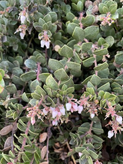 Arctostaphylos edmundsii, photographed by Matt Berger