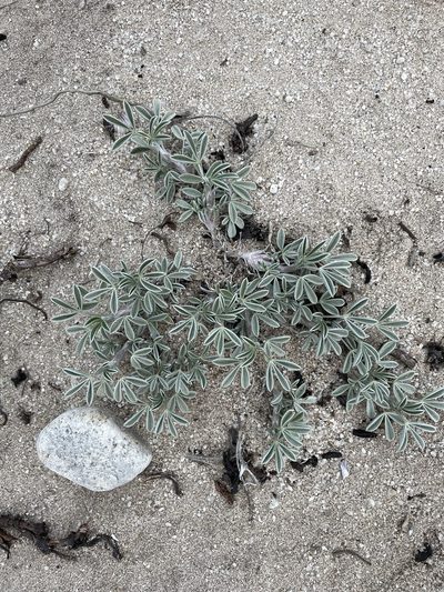 Lupinus tidestromii, photographed by Matt Berger