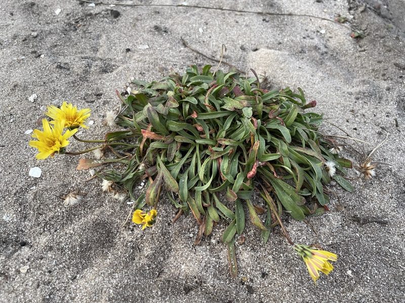 Agoseris apargioides, photographed by Matt Berger