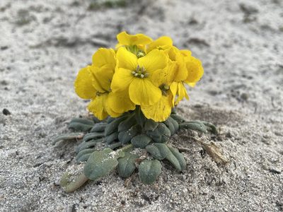 Erysimum menziesii, photographed by Matt Berger