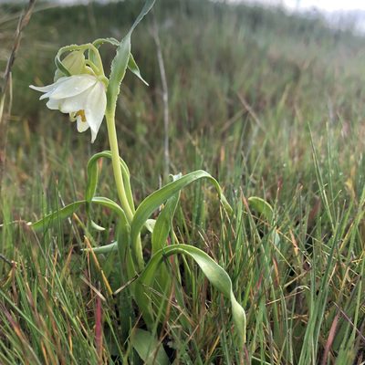 Fritillaria liliacea, photographed by graham_coop