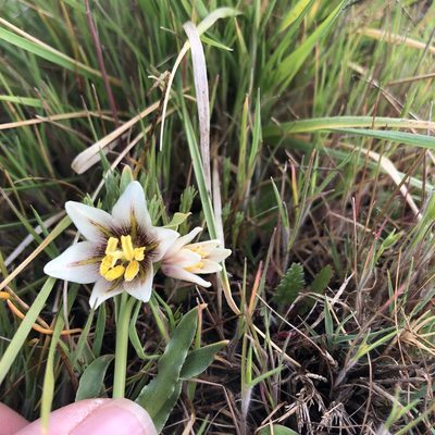 Fritillaria liliacea, photographed by graham_coop