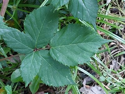 Rubus affinis, photographed by Manuel R Popp