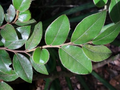 Diospyros whyteana, photographed by Manuel R Popp