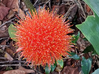 Scadoxus puniceus, photographed by Manuel R Popp