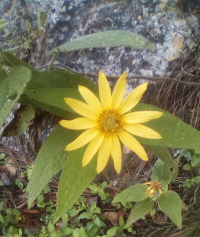 Vigethia mexicana, photographed by Luc Wyn