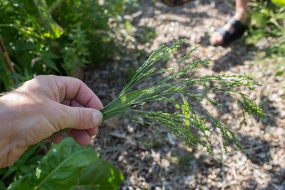 Panicum miliaceum, photographed by Tim Johnson