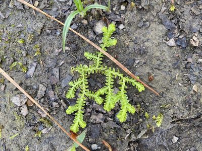 Selaginella apoda, photographed by Daniel Patterson