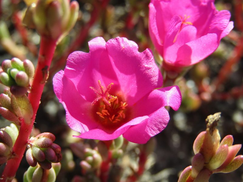 Portulaca gilliesii, photographed by Candela Castro