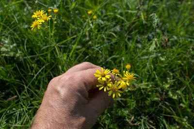 Jacobaea erucifolia, photographed by Tim Johnson