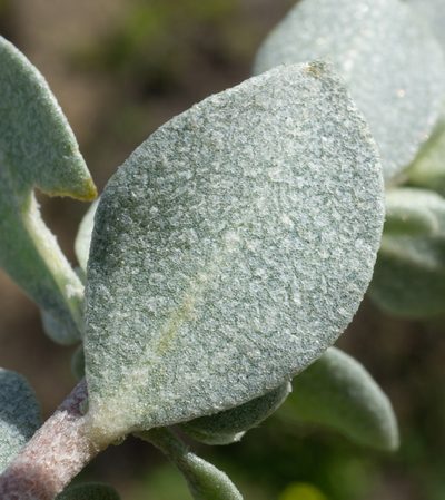 Atriplex leucophylla, photographed by Matt Berger