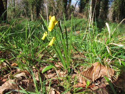 Narcissus cyclamineus, photographed by José Luis Camaño